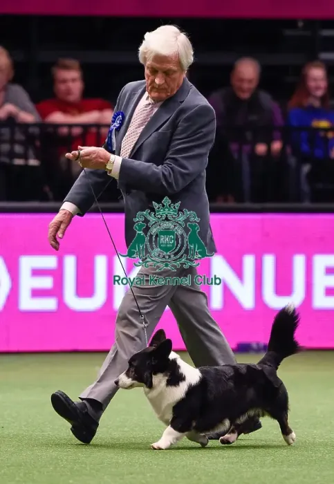 Framed Print : Crufts 2016 Framed Print : Crufts 2016