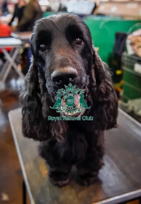 Framed Print : Crufts 2016 Framed Print : Crufts 2016