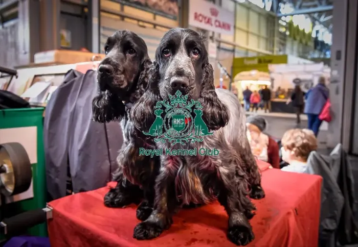 Framed Print : Crufts 2016 Framed Print : Crufts 2016