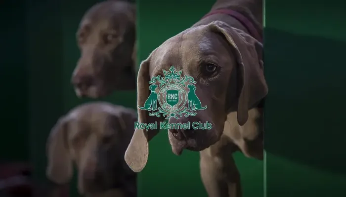 Framed Print : Crufts 2016 Framed Print : Crufts 2016