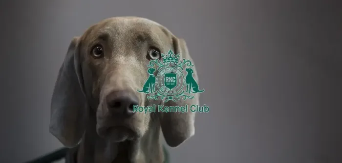 Framed Print : Crufts 2016 Framed Print : Crufts 2016
