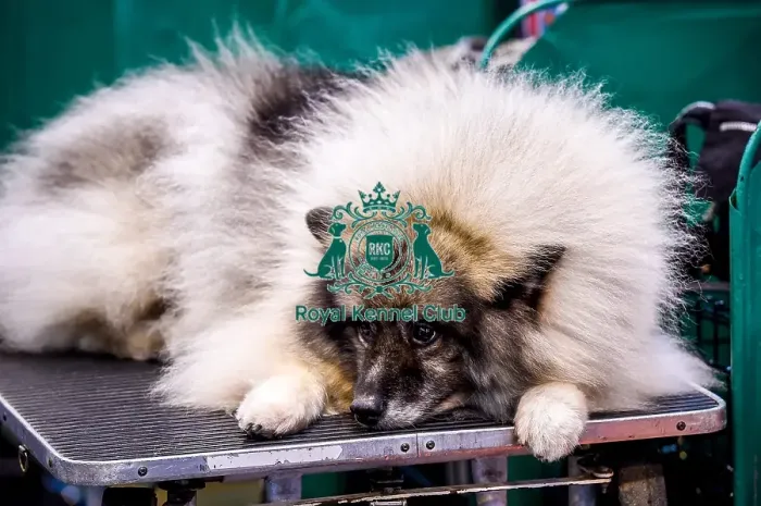 Framed Print : Crufts 2016 Framed Print : Crufts 2016