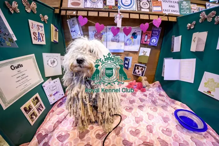 Framed Print : Crufts 2016 Framed Print : Crufts 2016