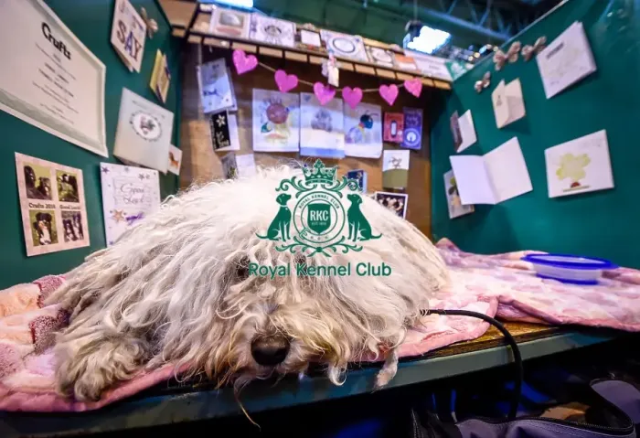 Framed Print : Crufts 2016 Framed Print : Crufts 2016