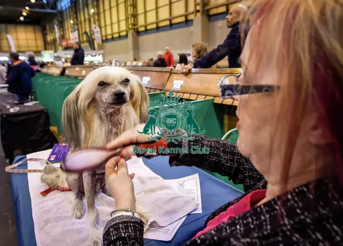 Framed Print : Crufts 2016 Framed Print : Crufts 2016