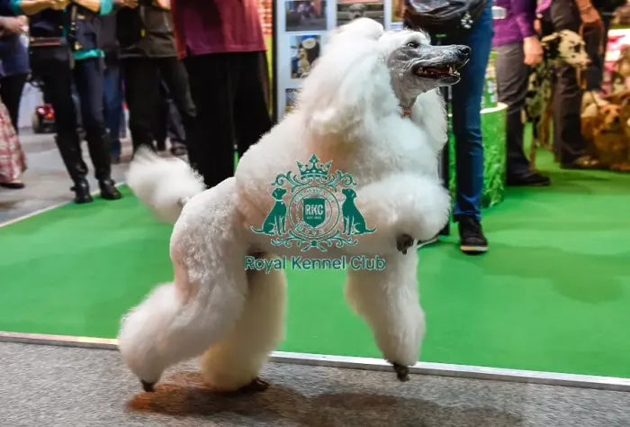 Framed Print : Crufts 2016 Framed Print : Crufts 2016