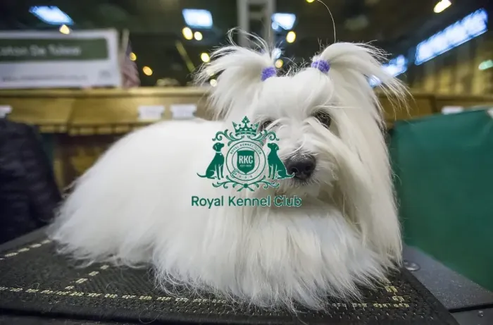 Framed Print : Crufts 2016