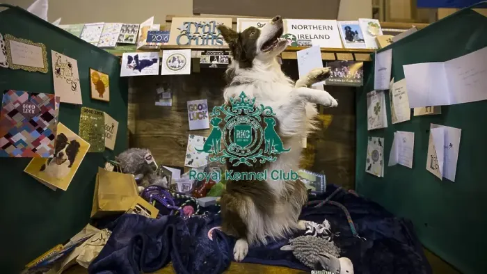 Framed Print : Crufts 2016 Framed Print : Crufts 2016