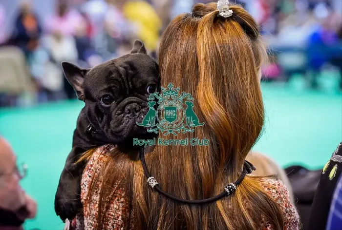 Framed Print : Crufts 2016 Framed Print : Crufts 2016