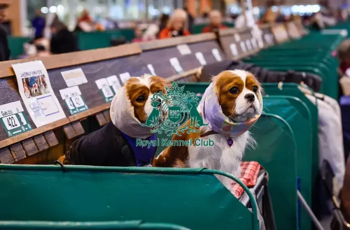 Framed Print : Crufts 2016 Framed Print : Crufts 2016