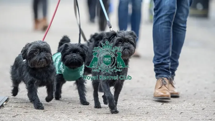 Framed Print : Crufts 2016 Framed Print : Crufts 2016