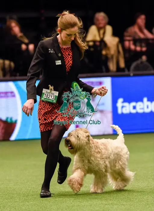 Framed Print : Crufts 2016 Framed Print : Crufts 2016