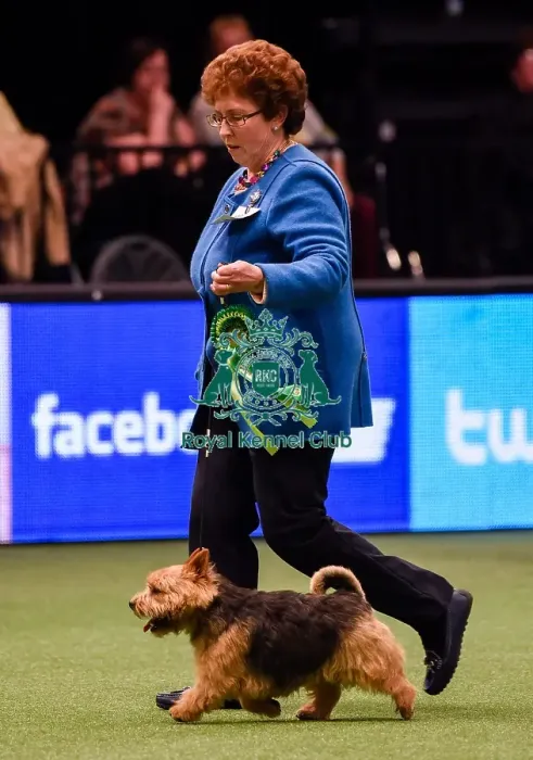 Framed Print : Crufts 2016 Framed Print : Crufts 2016