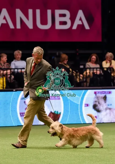 Framed Print : Crufts 2016 Framed Print : Crufts 2016