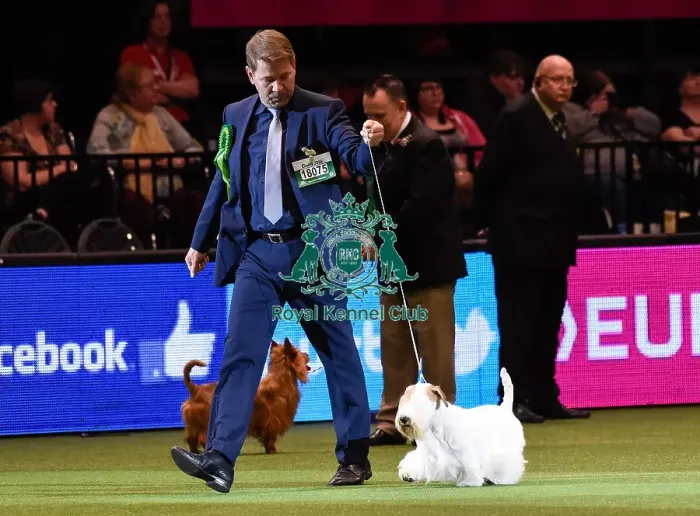 Framed Print : Crufts 2016 Framed Print : Crufts 2016