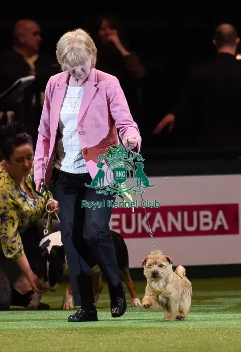 Framed Print : Crufts 2016 Framed Print : Crufts 2016