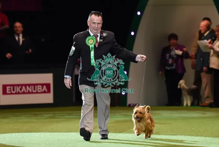 Framed Print : Crufts 2016 Framed Print : Crufts 2016