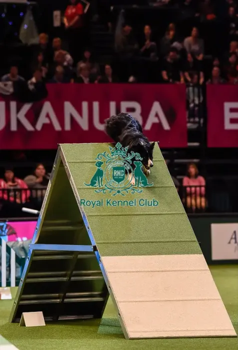 Framed Print : Crufts 2016 Framed Print : Crufts 2016