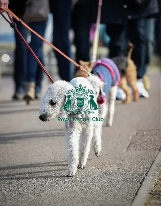 Framed Print : Crufts 2016 Framed Print : Crufts 2016