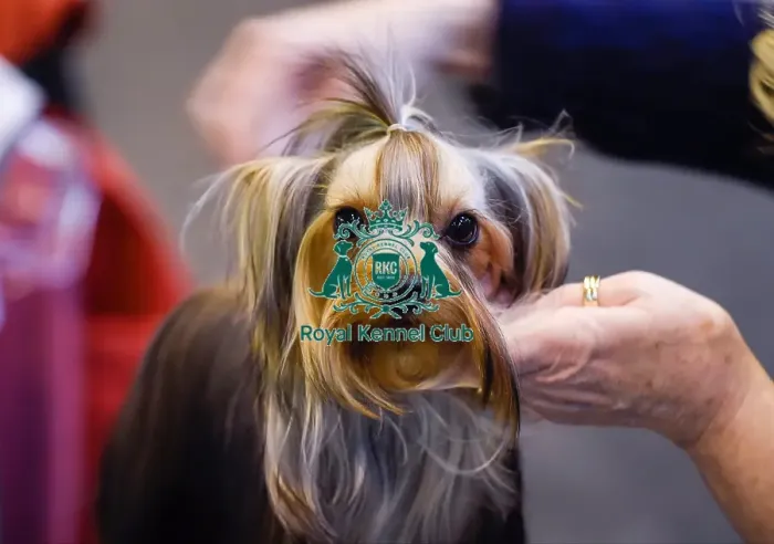Framed Print : Crufts 2016 Framed Print : Crufts 2016
