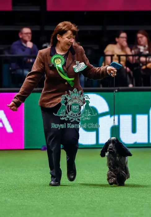 Framed Print : Crufts 2016 Best of Breed Framed Print : Crufts 2016 Best of Breed