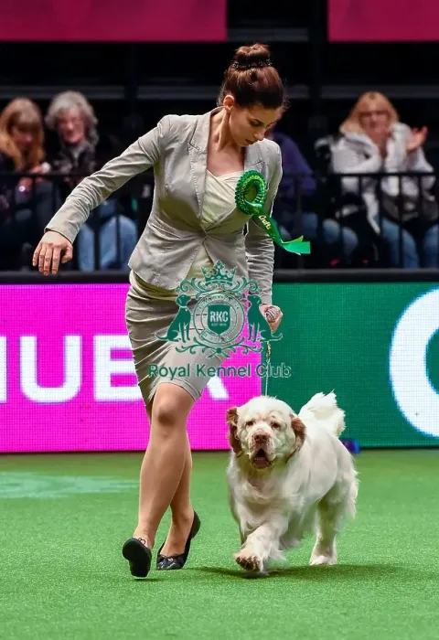Framed Print : Crufts 2016 Best of Breed Framed Print : Crufts 2016 Best of Breed