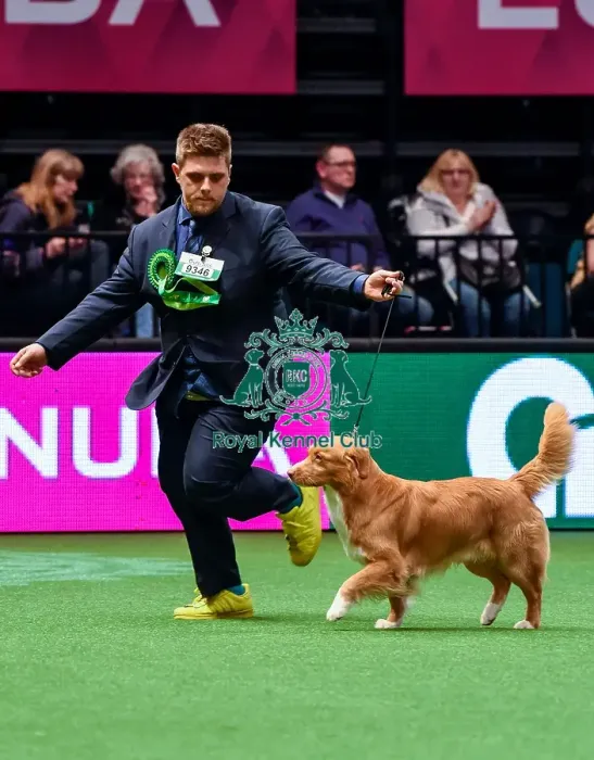 Framed Print : Crufts 2016 Best of Breed Framed Print : Crufts 2016 Best of Breed