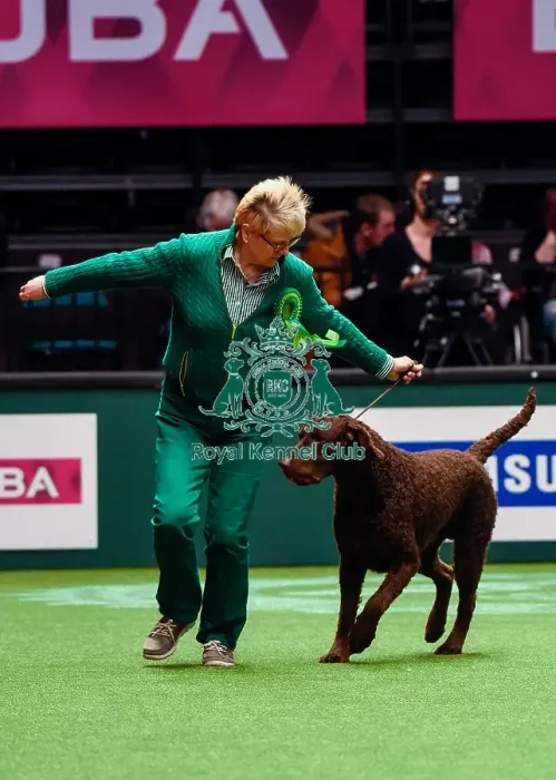 Framed Print : Crufts 2016 Best of Breed Framed Print : Crufts 2016 Best of Breed