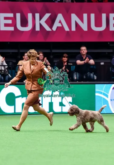 Framed Print : Crufts 2016 Best of Breed Framed Print : Crufts 2016 Best of Breed