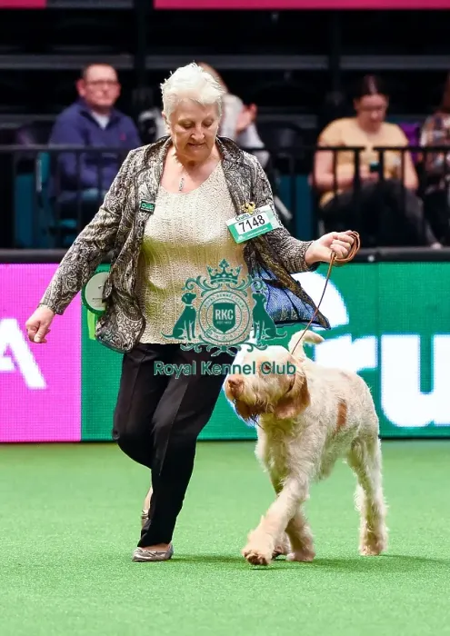 Framed Print : Crufts 2016 Best of Breed Framed Print : Crufts 2016 Best of Breed