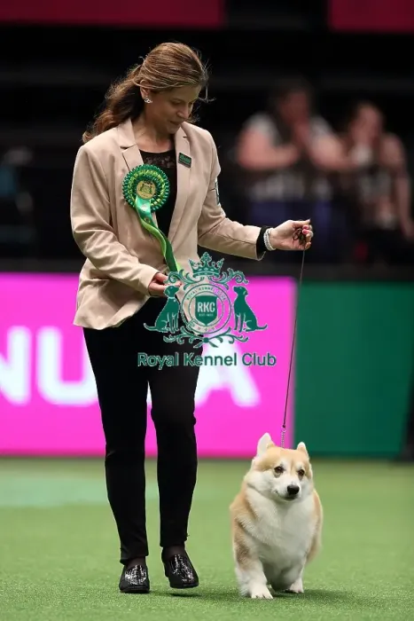 Framed Print : Crufts 2016 Best of Breed