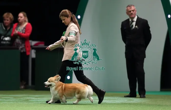 Framed Print : Crufts 2016 Best of Breed