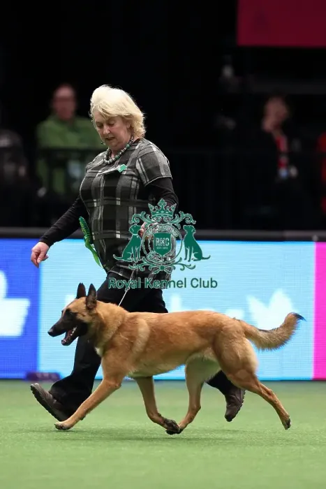 Framed Print : Crufts 2016 Best of Breed Framed Print : Crufts 2016 Best of Breed