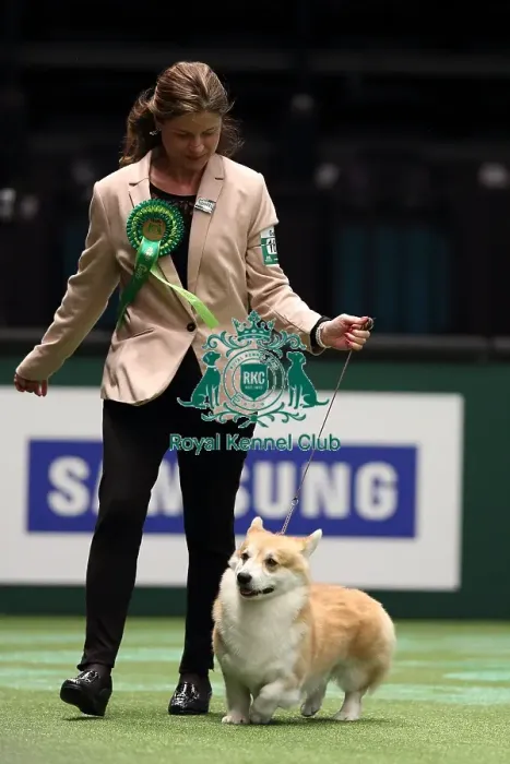 Framed Print : Crufts 2016 Best of Breed