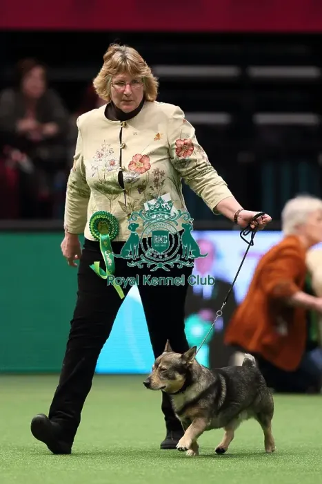 Framed Print : Crufts 2016 Best of Breed Framed Print : Crufts 2016 Best of Breed