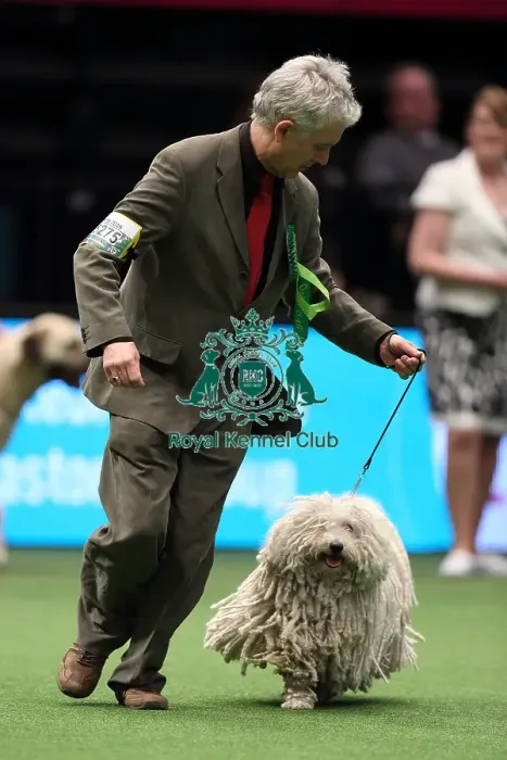 Framed Print : Crufts 2016 Best of Breed Framed Print : Crufts 2016 Best of Breed