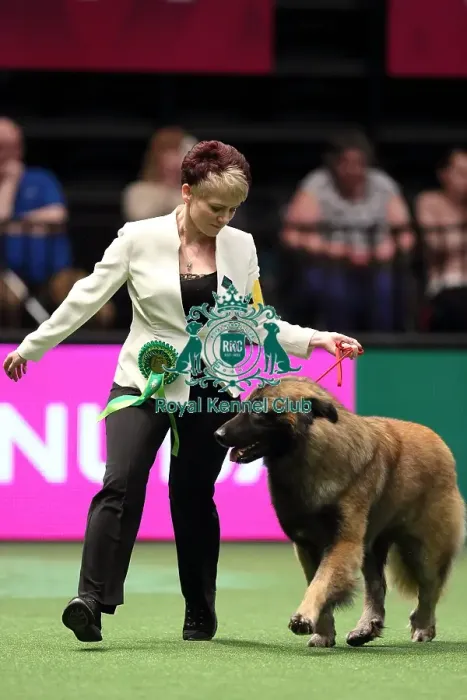 Framed Print : Crufts 2016 Best of Breed Framed Print : Crufts 2016 Best of Breed