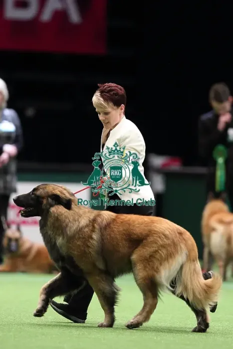 Framed Print : Crufts 2016 Best of Breed Framed Print : Crufts 2016 Best of Breed