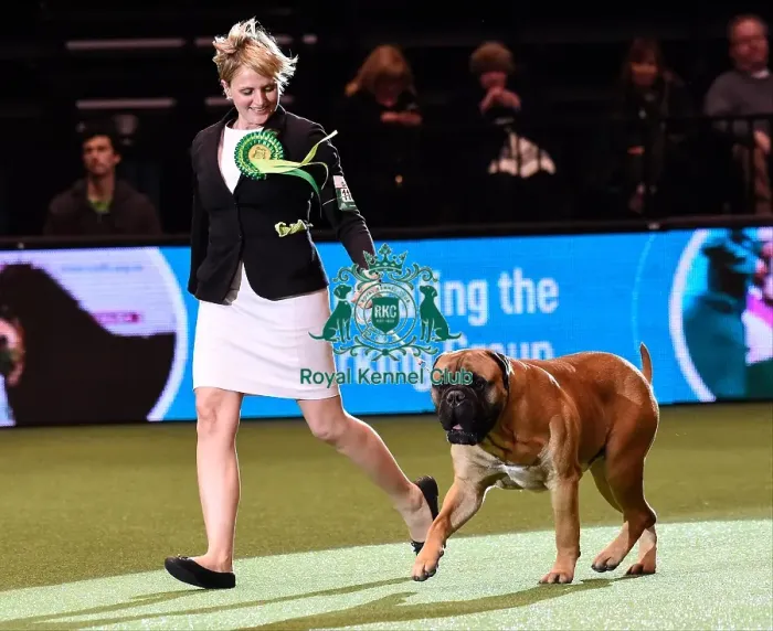 Framed Print : Crufts 2016 Best of Breed