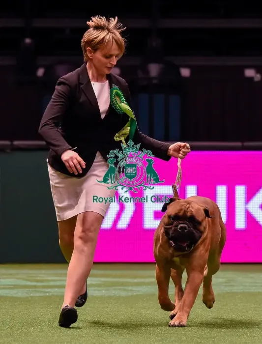 Framed Print : Crufts 2016 Best of Breed Framed Print : Crufts 2016 Best of Breed