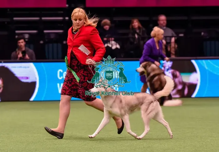 Framed Print : Crufts 2016 Best of Breed Framed Print : Crufts 2016 Best of Breed