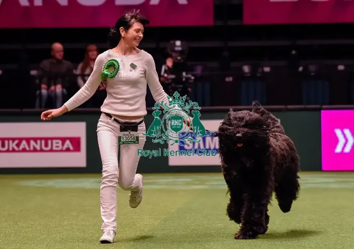 Framed Print : Crufts 2016 Best of Breed Framed Print : Crufts 2016 Best of Breed