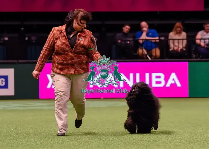Framed Print : Crufts 2016 Best of Breed Framed Print : Crufts 2016 Best of Breed