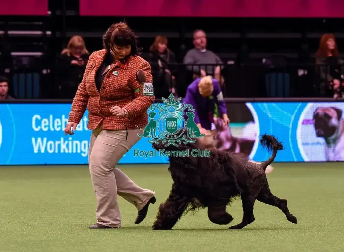 Framed Print : Crufts 2016 Best of Breed Framed Print : Crufts 2016 Best of Breed