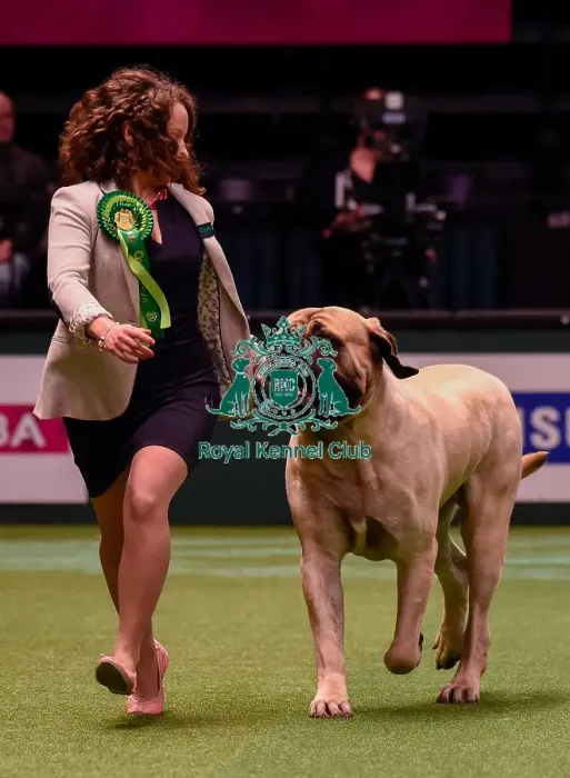 Framed Print : Crufts 2016 Best of Breed