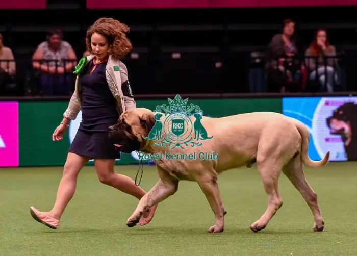 Framed Print : Crufts 2016 Best of Breed Framed Print : Crufts 2016 Best of Breed