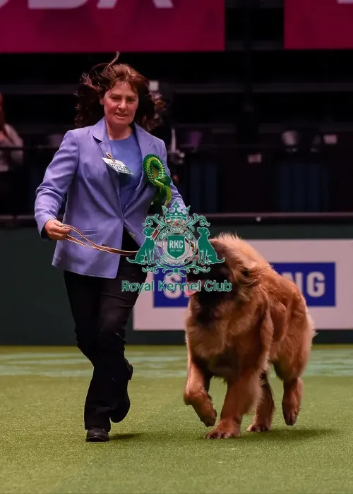 Framed Print : Crufts 2016 Best of Breed Framed Print : Crufts 2016 Best of Breed