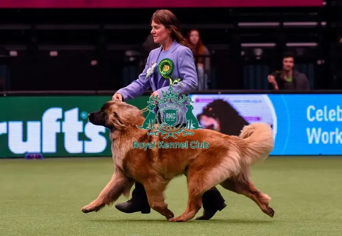 Framed Print : Crufts 2016 Best of Breed Framed Print : Crufts 2016 Best of Breed
