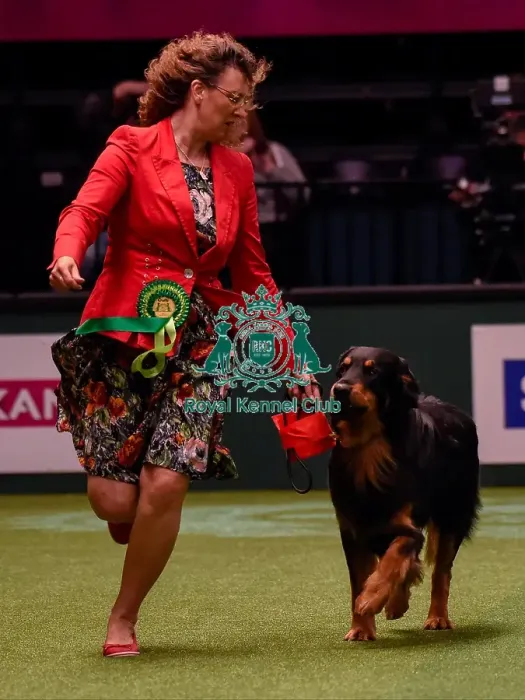 Framed Print : Crufts 2016 Best of Breed Framed Print : Crufts 2016 Best of Breed