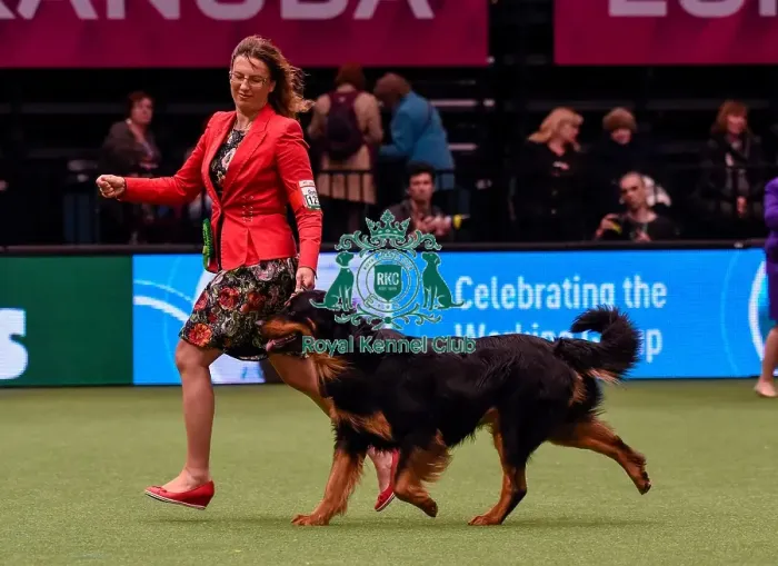 Framed Print : Crufts 2016 Best of Breed Framed Print : Crufts 2016 Best of Breed